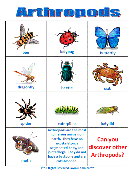 Largest Animals Chart