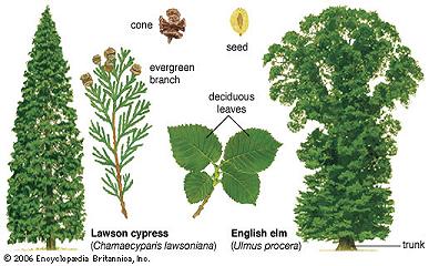 Characteristics of Plants